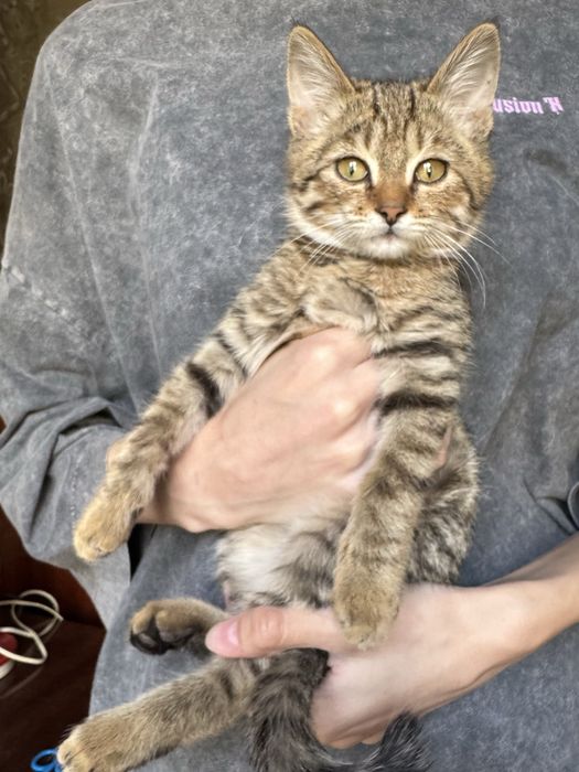 Ласковый котенок в добрые руки