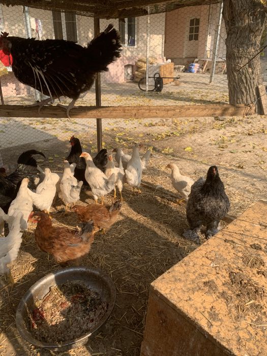 Tovuqla sotiladi tuxum qoyvoti