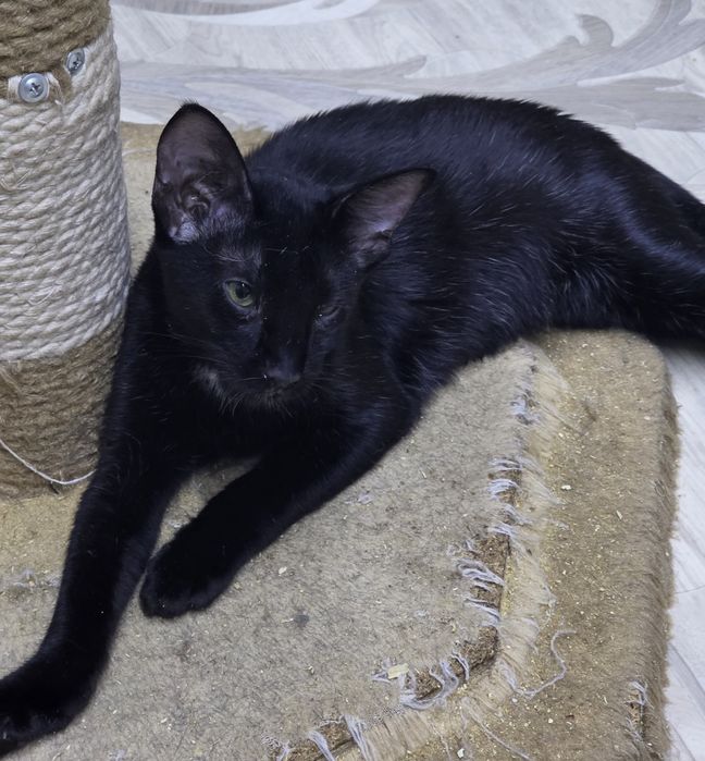 Петерболд, фенотип ориентала