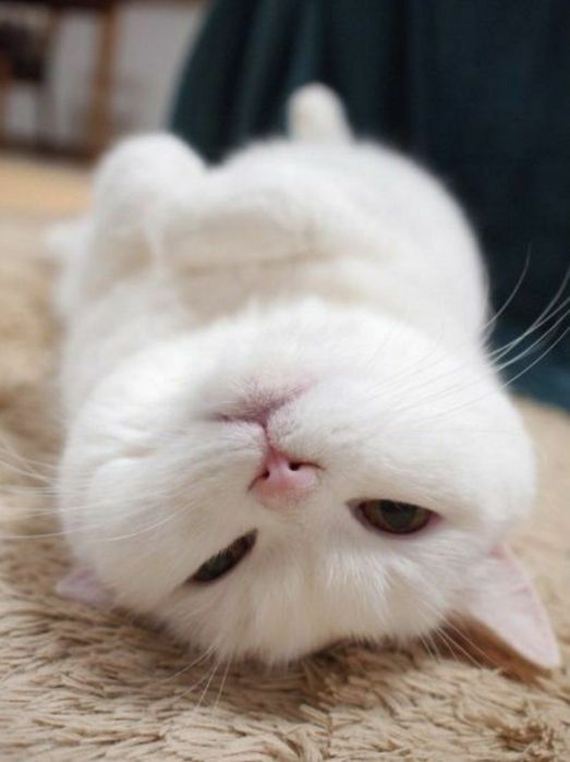 Mushuk arkak srochna