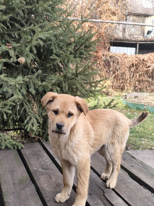 Щенки чау чау (метисы)