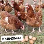 Gaini rosii outoare