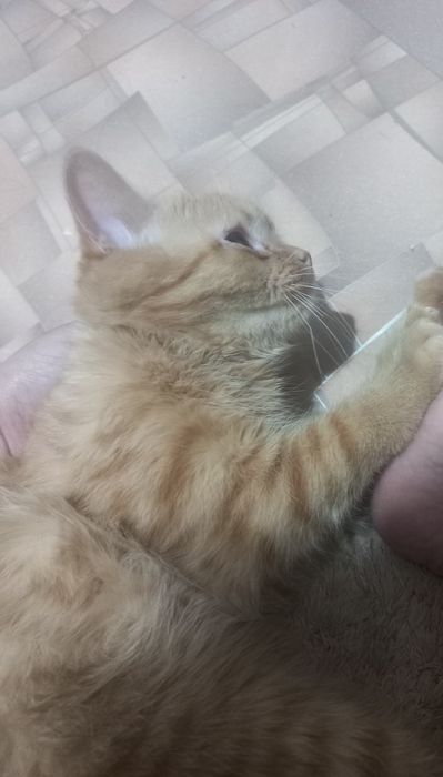 Отдам котенка годовалого в добрые руки