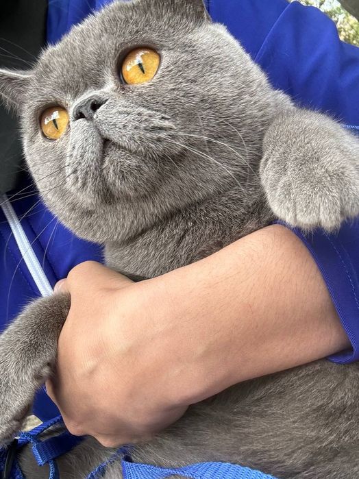 TEKIN vyazka britanskiy