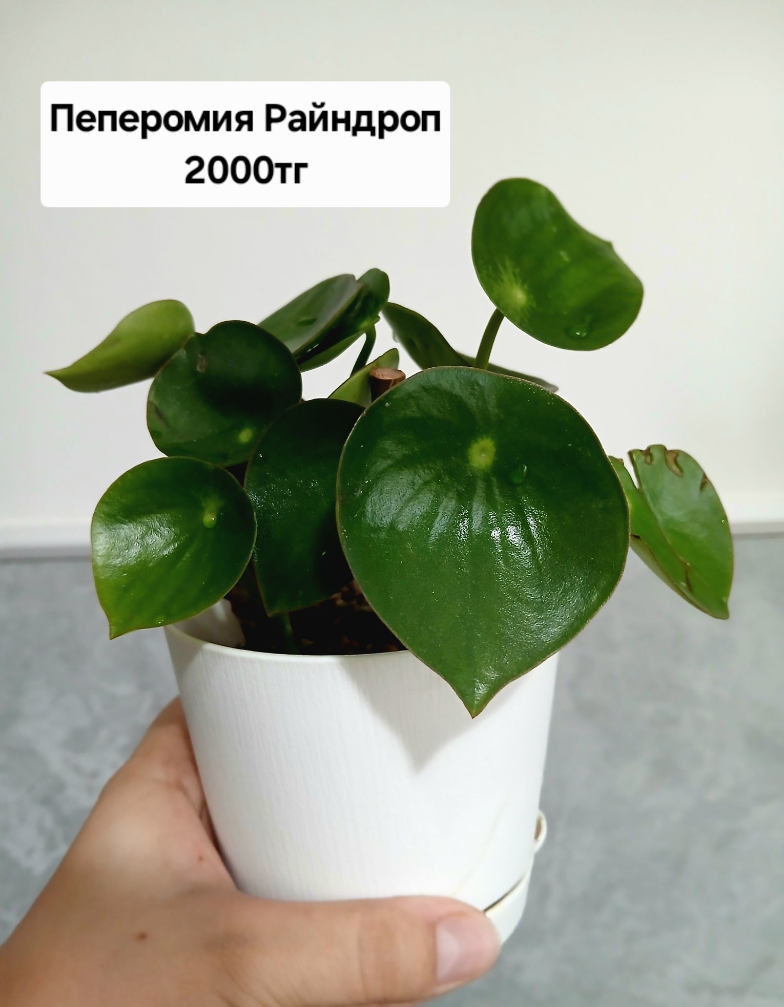 Пеперомия Rainfrop