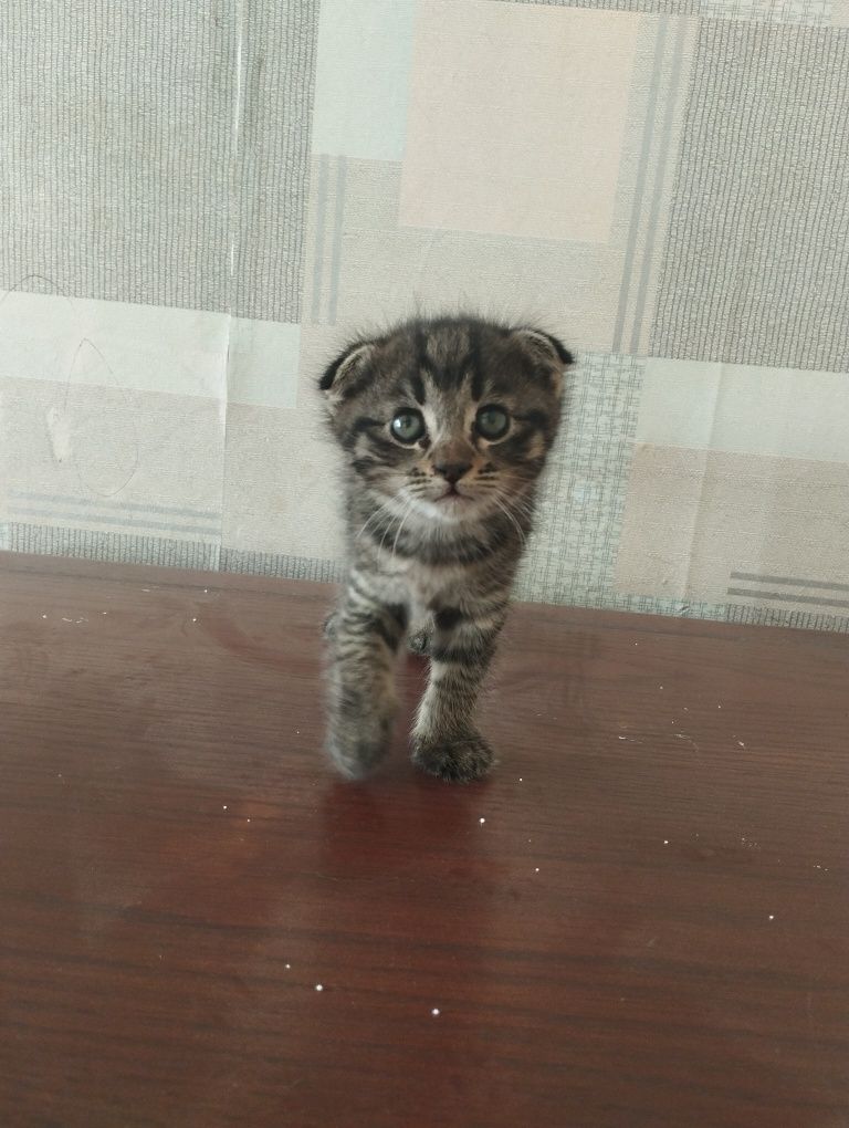 Скотиш фолд и скотиш страйт