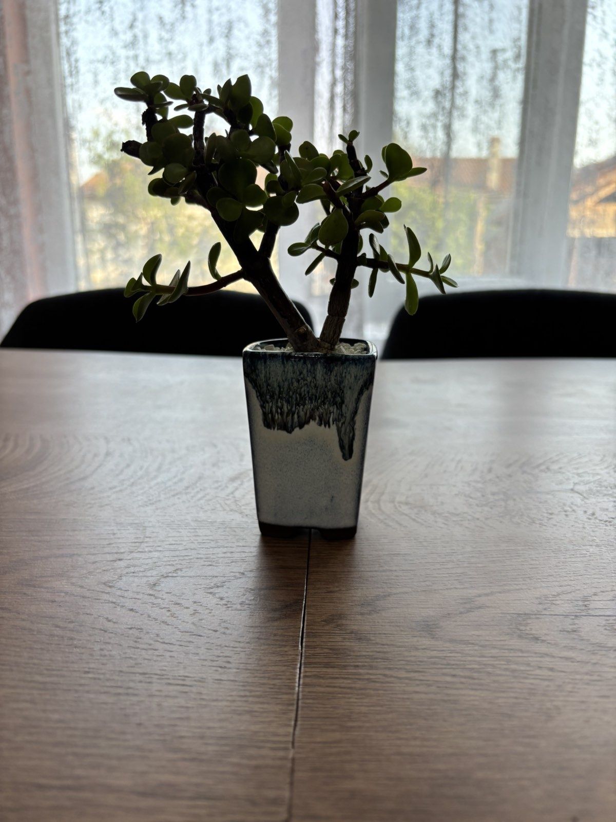 Портукария Афра (Portulacaria afra)