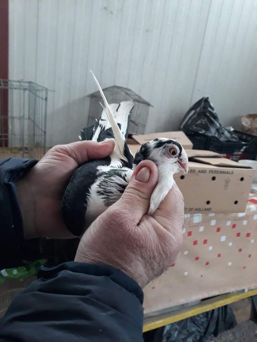 Vând Porumbei jucatori