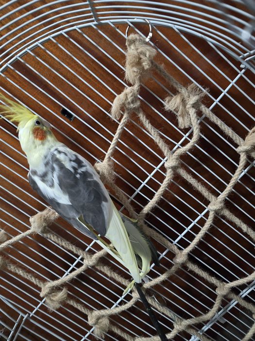 Nimfa blândă crescuta la seringa