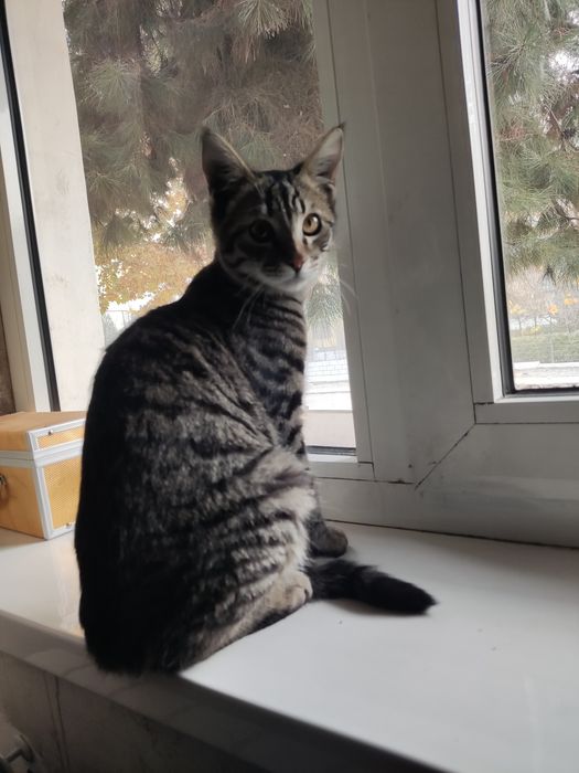 Кота в добрые руки! Прочитайте внимательно условия!