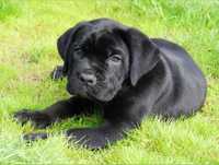 Fetiță Cane Corso