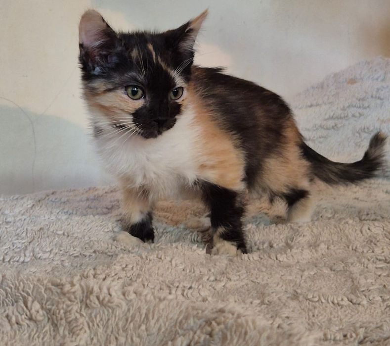 Отдам котенка в хорошие руки