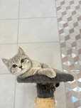 Motănel British Shorthair, 4 luni