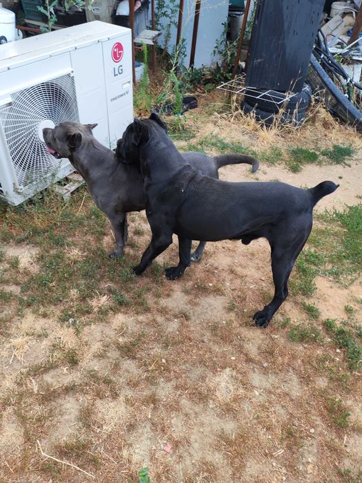 Кане Корсо кутрета cane corso