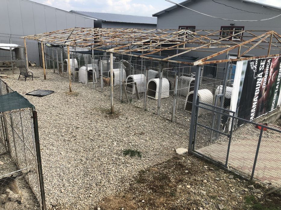 Asociația Monatel ofera spre adoptie catei deparazitați și vaccinați