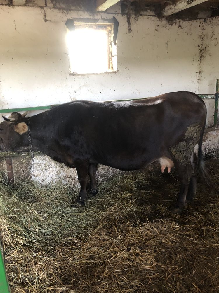 de vânzare ojunică de doi ani de abator și o vacă de abator