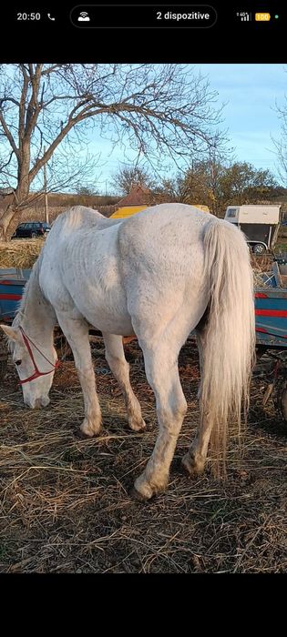 Vând cal garantat de ham