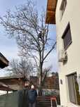 Tăiere copaci defrisari alpinist utilitar bucurești și zonele limitrof