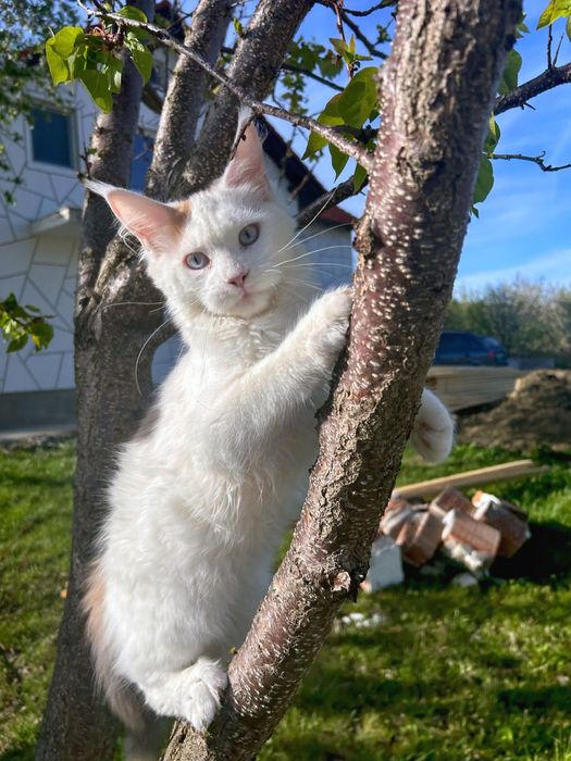 Femela ochi albastri