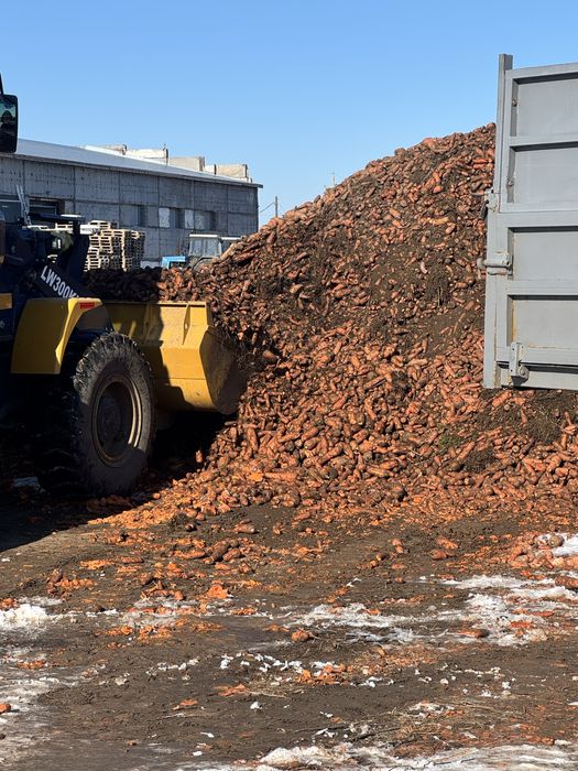 Продам кормовую морковь самовывозом. Цена 20 тенге кг.