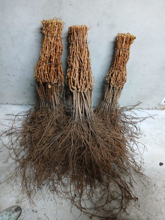 Vând butasi vita de vie