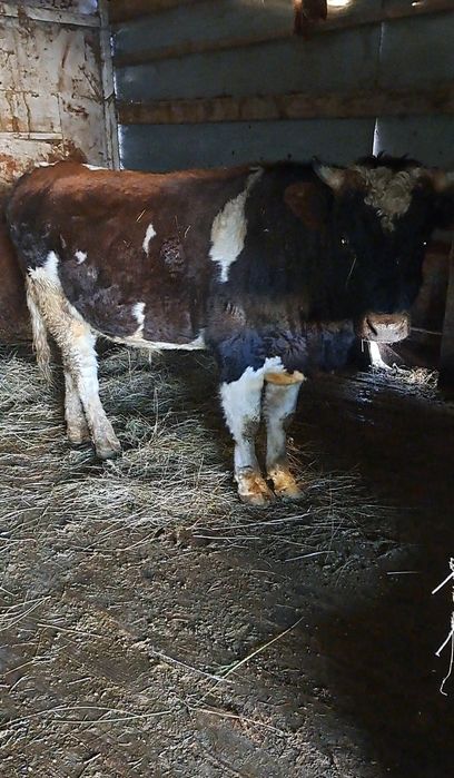 Продам бычок на племя породистые