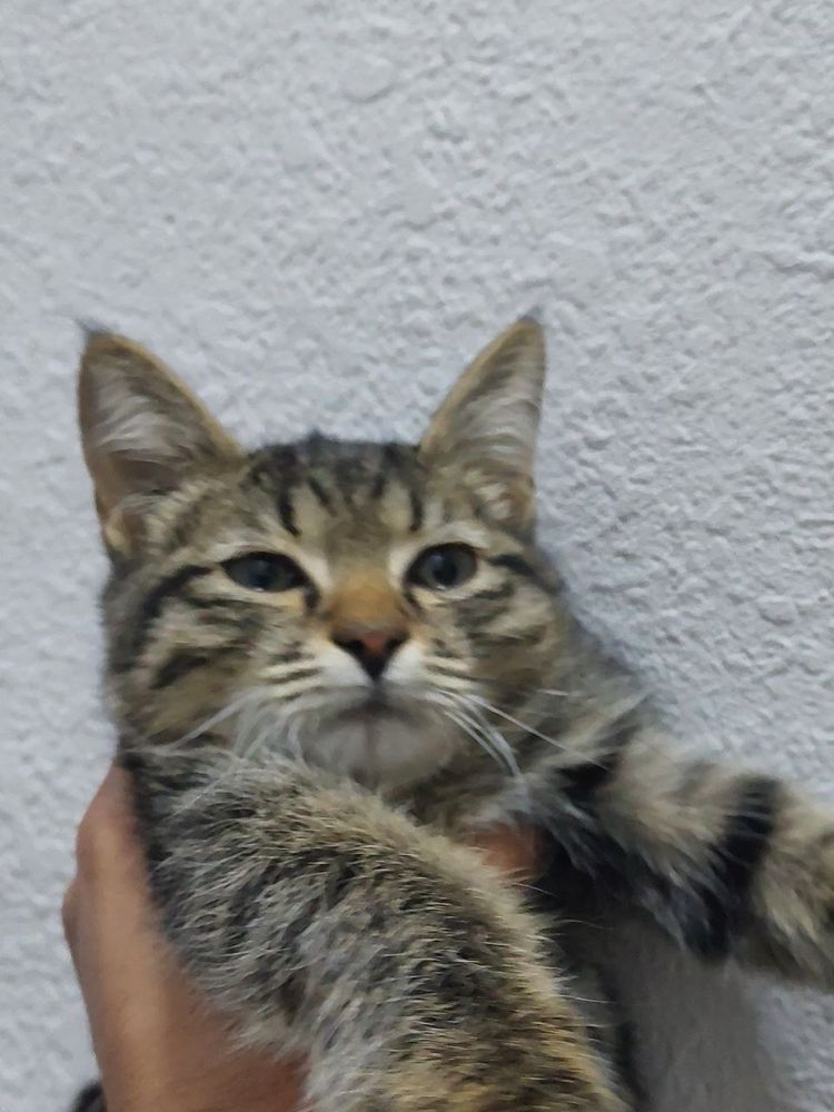 кошки, mushuklar