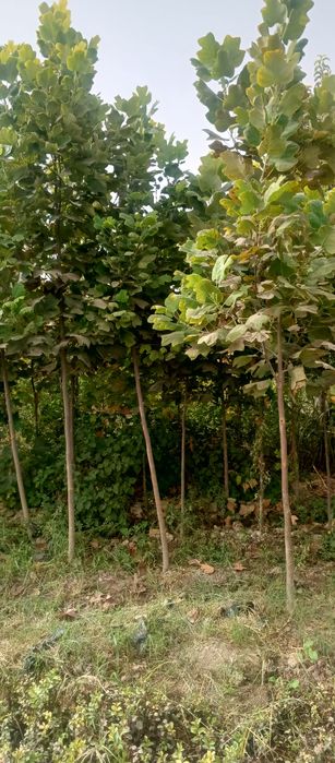 Лола дарахт сотилади денов