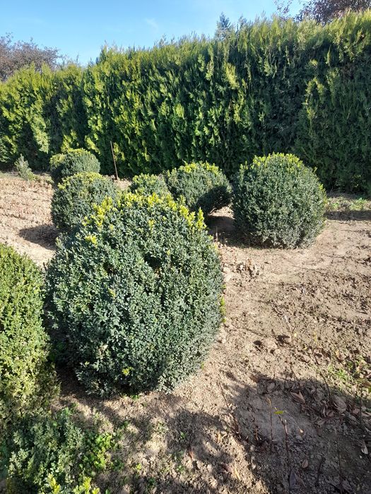 Plante ornamentale mesteacan tei,pawlonia