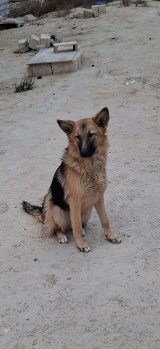 Овчарка отдам в добрые руки