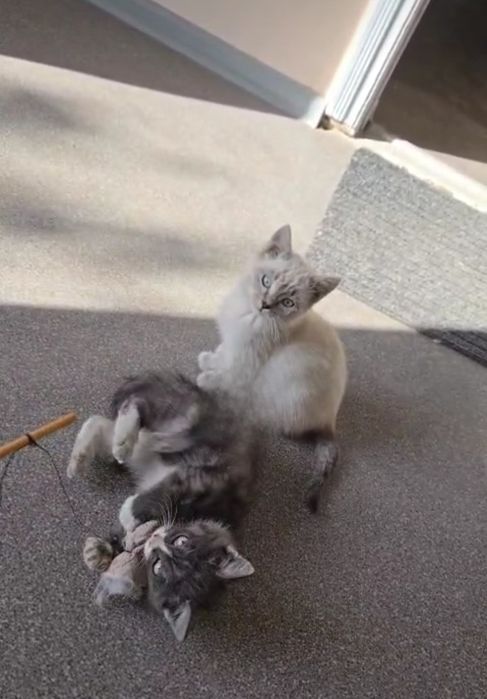 Отдам двух котят