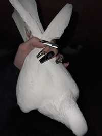 продам трех белых голубей на выпускной
