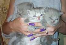 Отдам в добрые руки котят