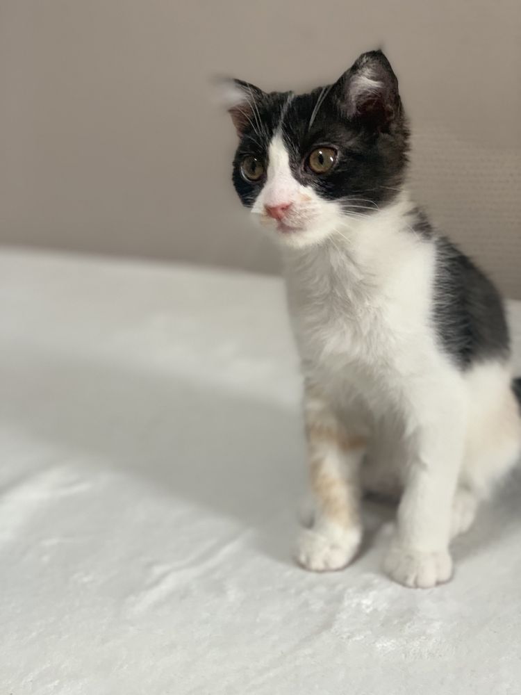 Котенок ищет дом