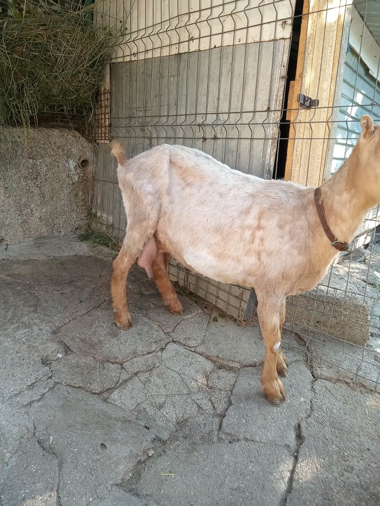 Vând capră buna de lapte