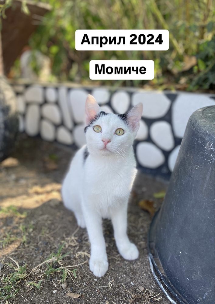 Малки котенца (спешно търсим дом)