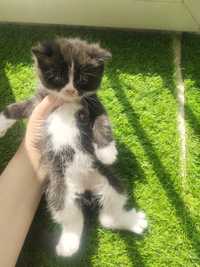 Котята 1,5 месяца