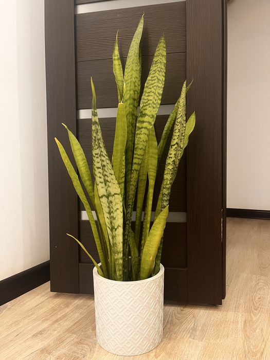 Сансевиерия Зейланика