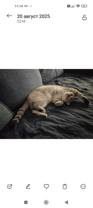 Подарявам чистокръвен британец