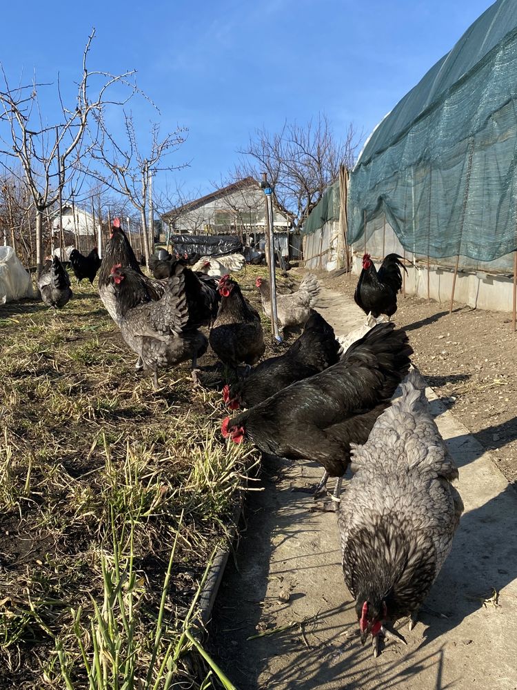 Oua Gaini Australorp