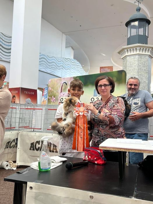 Pisica Persana Testata genetic si viral sterilizata