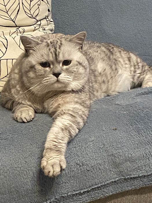 Британска чинчила