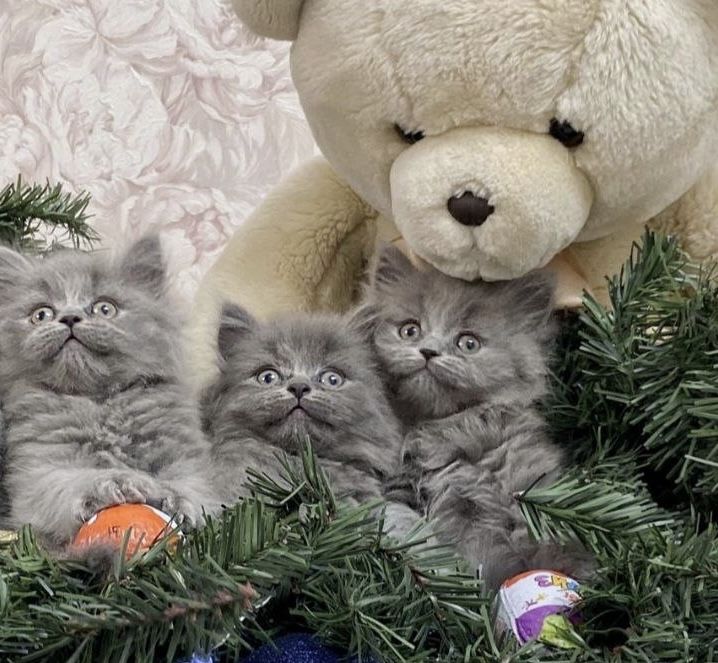 Xeyland strayt toza qon mushuk