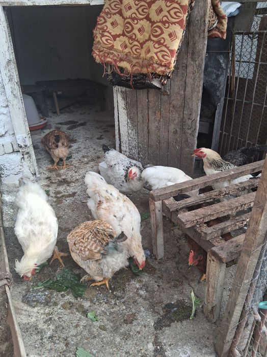 Vand cocosi diferite rase