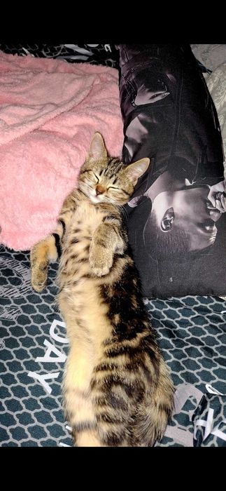 Отдам кошку в добрые руки, к лотку приучена