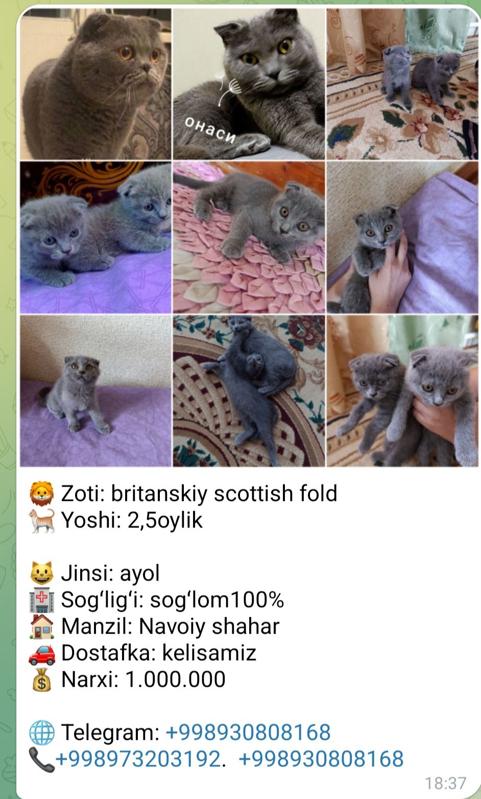 Продаётся котёнок