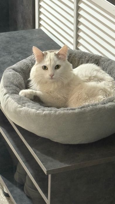 Кот мальчик 1 год