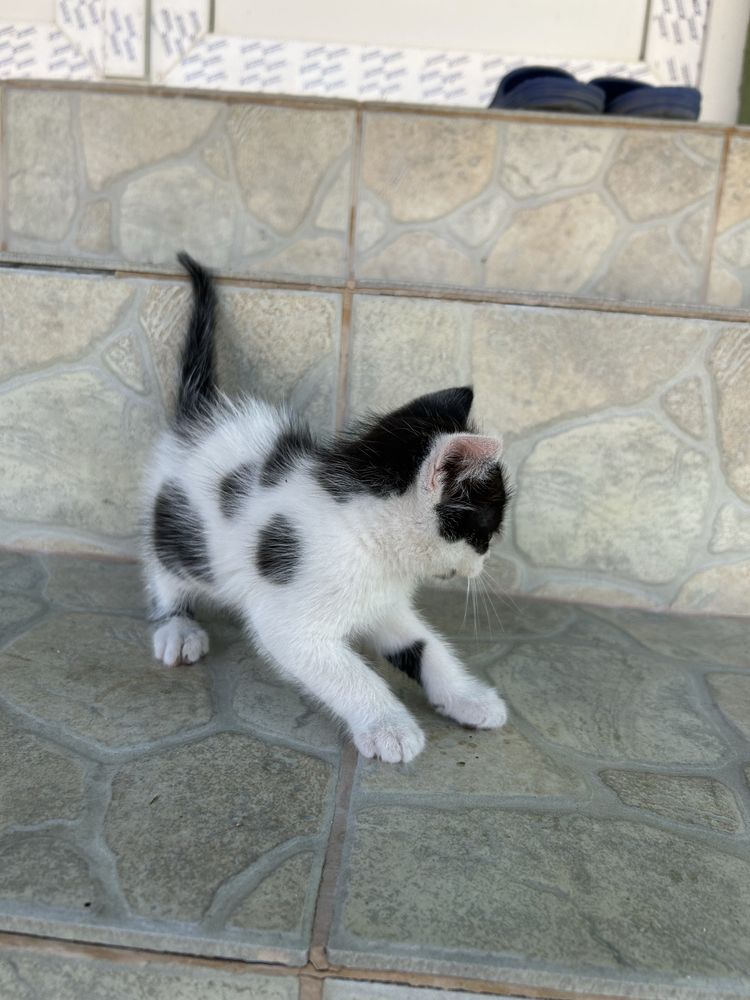 Pisicute de adoptat