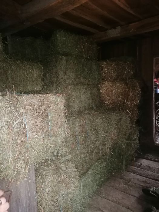 Vand baloți de fân si baloți otravă