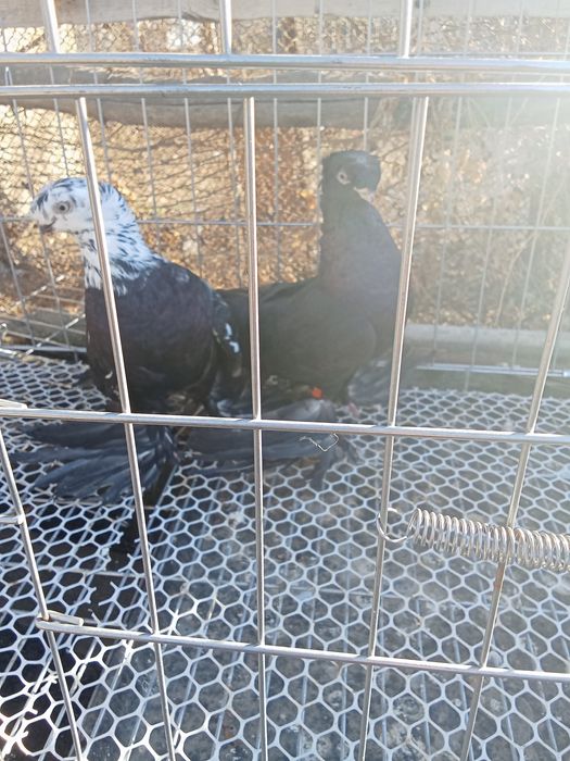 Продам голубей хороших